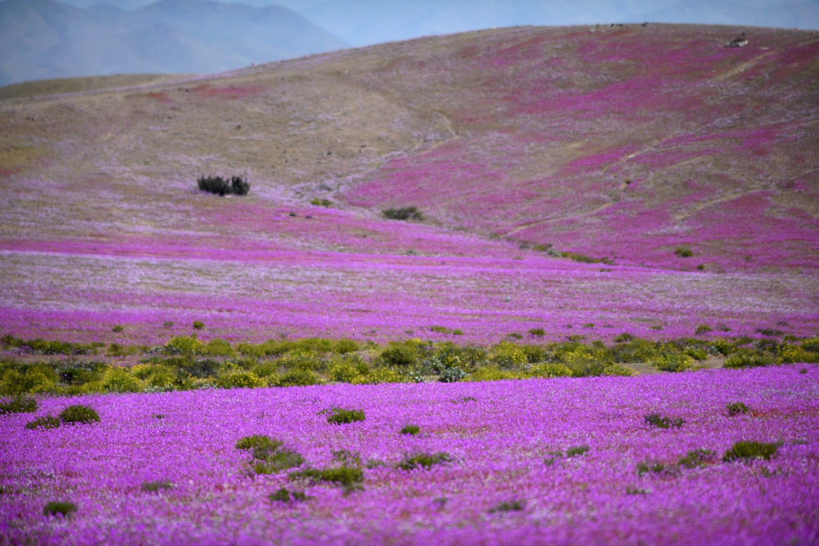 Lo que vive oculto bajo el desierto: investigación inédita busca proteger especies invisibles y preservar el futuro del Desierto Florido