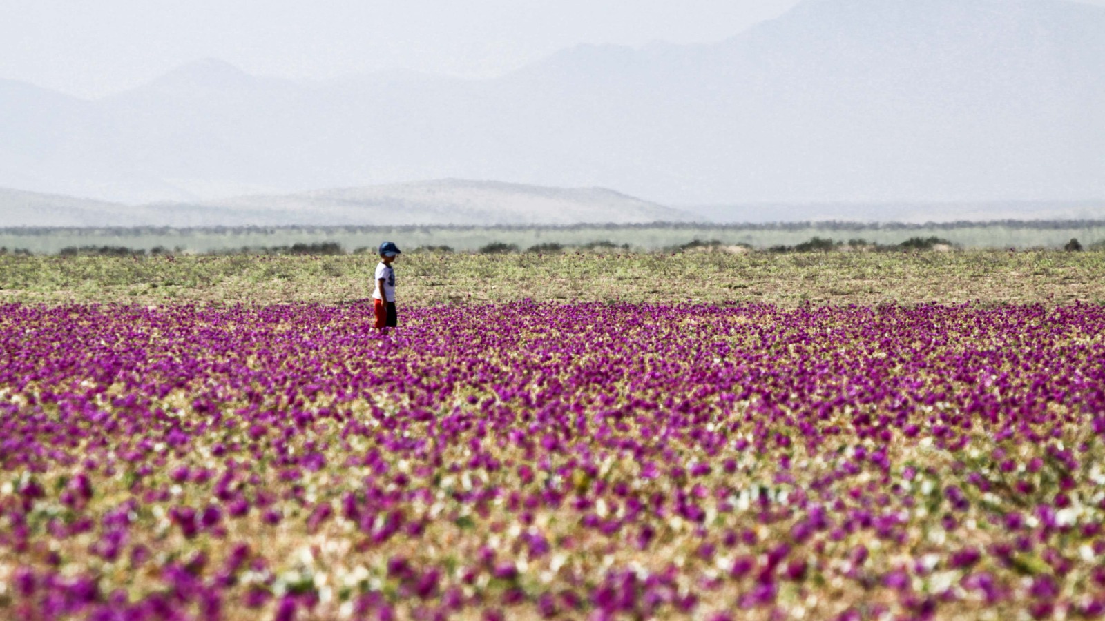 Atacama prepara una gran temporada del Desierto Florido 2026 con coordinación regional, promoción turística y puntos de avistamiento